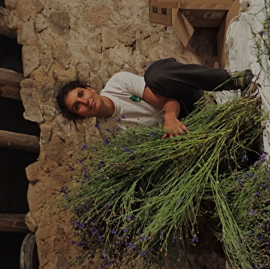 Silènes, graines du Morvan