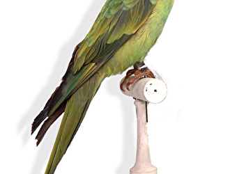 Visite guidée : Drôles d’oiseaux, lumière sur une collection exotique - AUTUN