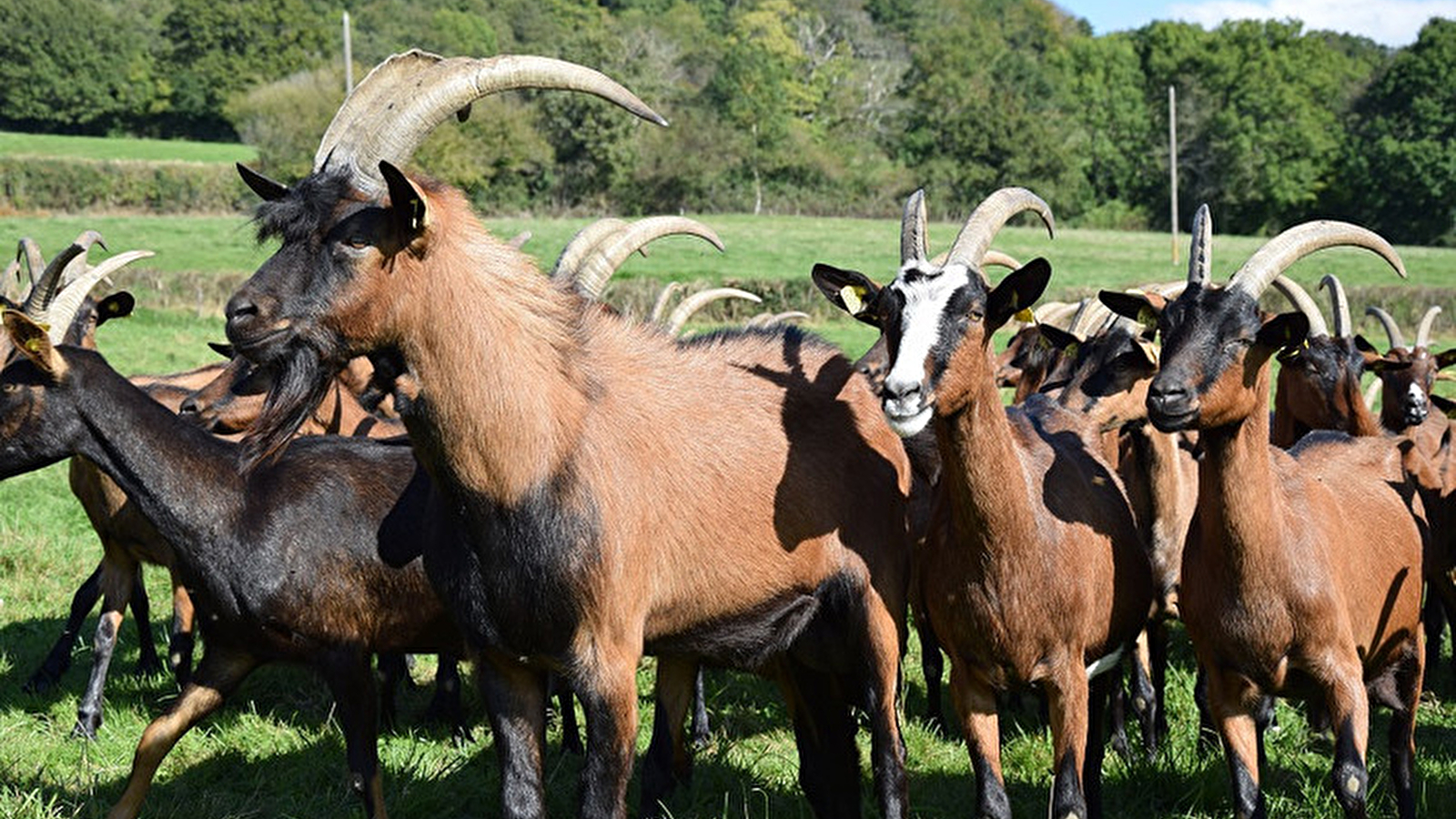 Les Chèvres de Charmasse