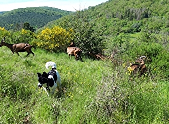 Chèvrerie de Palaizot - MOUX-EN-MORVAN