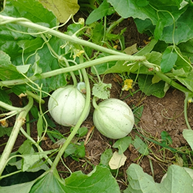 Les bio légumes de Luzy