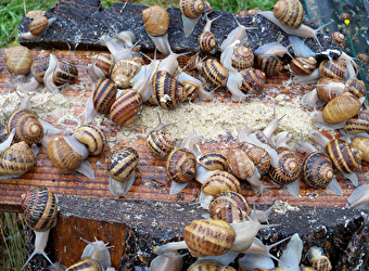 L'Escargot Morvandiau - BARNAY