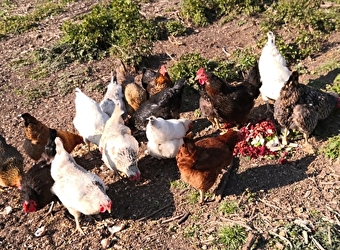 La Ferme des Grands Champs - LA CHAPELLE-SOUS-UCHON