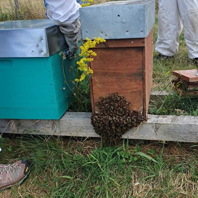 Stage d'initiation à l'apiculture