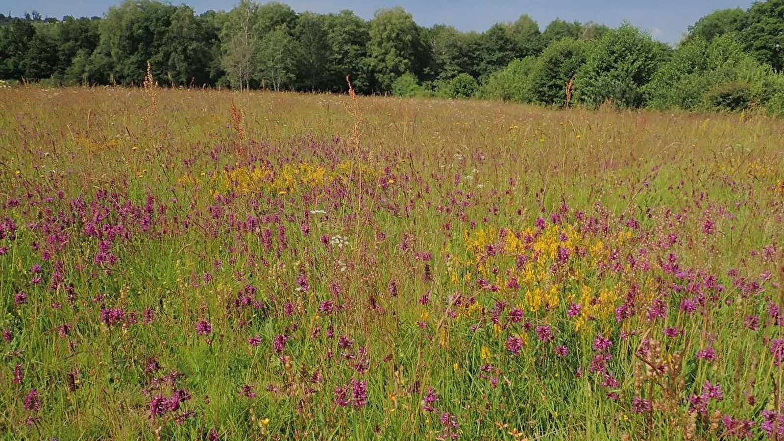 Balade à la Rencontre des fleurs sauvages du Morvan