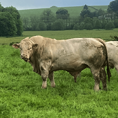 Les Prairies Gourmandes du Morvan - EARL Landrot Frères
