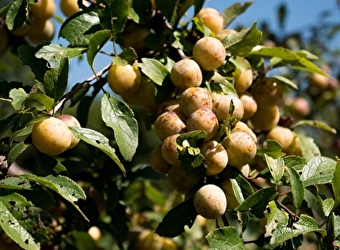 Equation végétale - LA GRANDE-VERRIERE