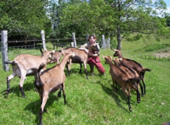 Les chèvres de Lucie - POIL