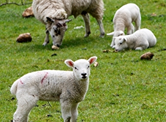 Marie-Jeanne Brossard - MOULINS-ENGILBERT