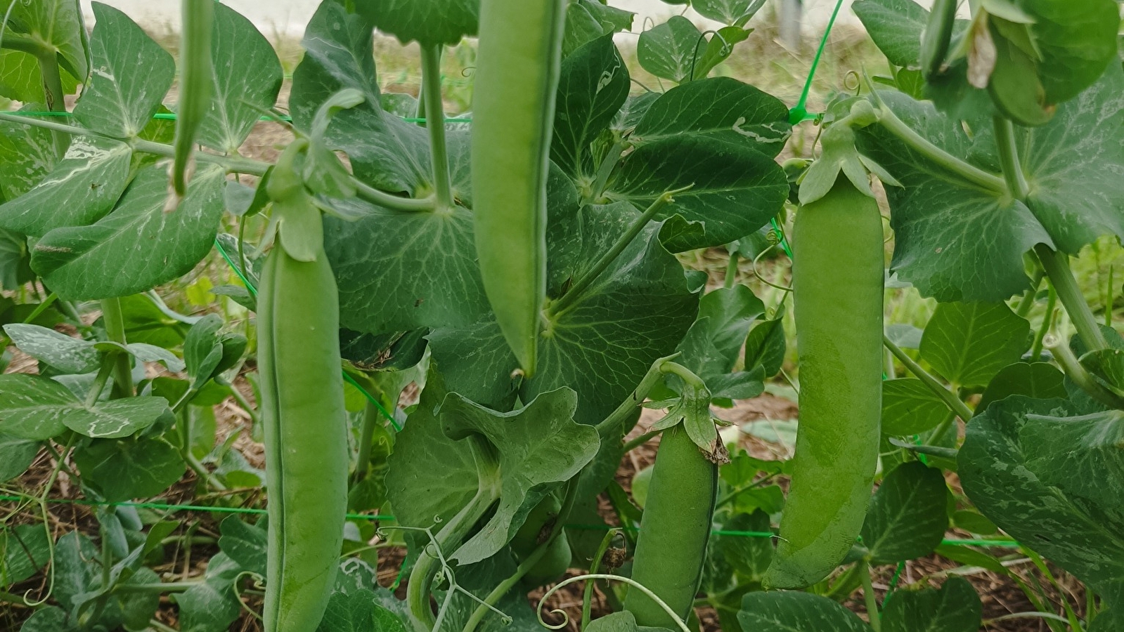 Les bio légumes de Luzy