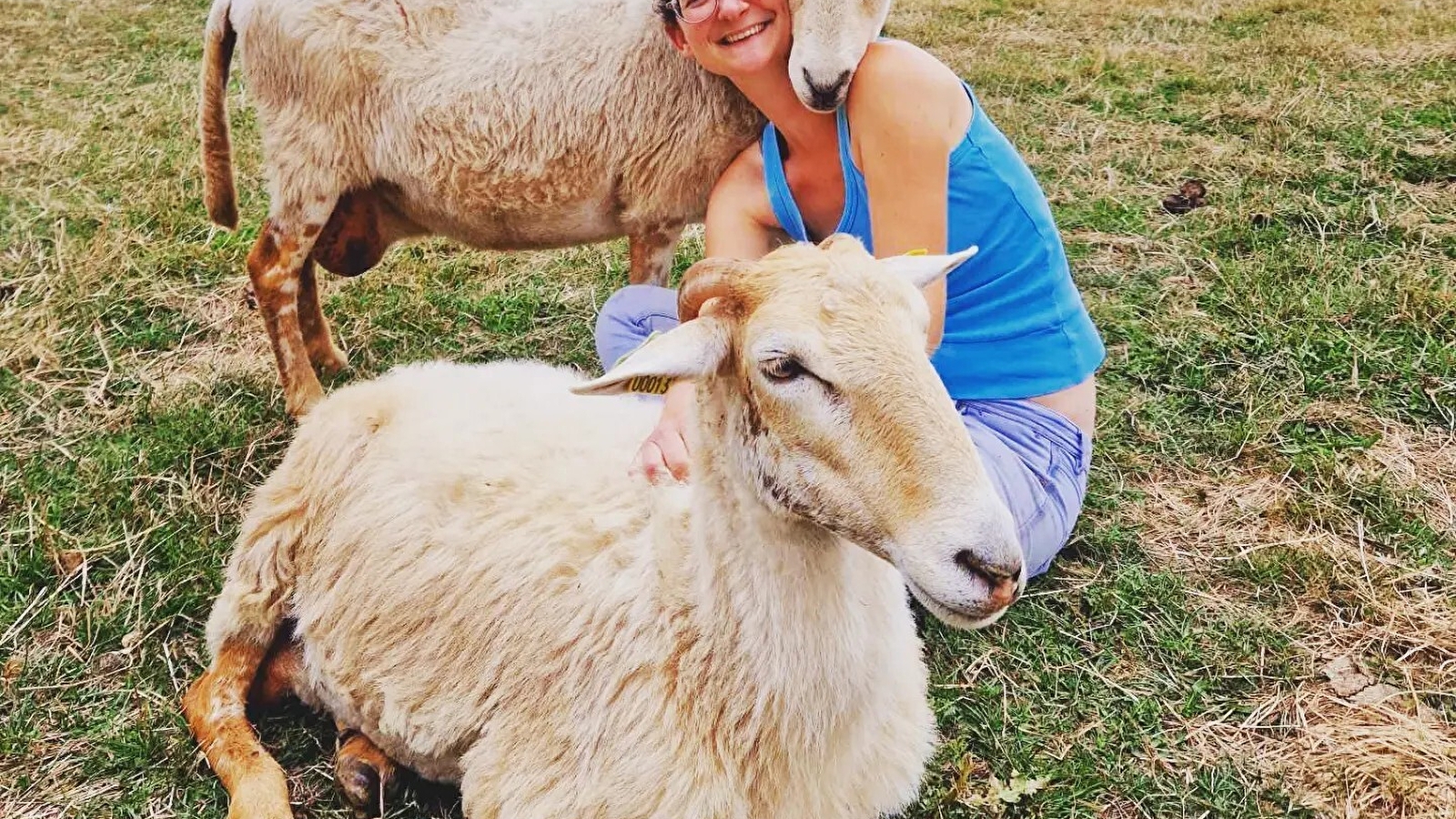 Les brebis de Pauline