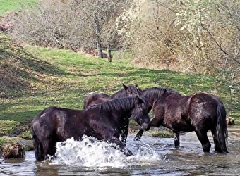 Elevage Bio Bibracte chez Nathalie et Xavier Niaux - POIL
