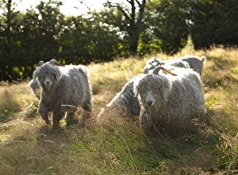 Visite collective d'une ferme lainière au sommet du Morvan - GLUX-EN-GLENNE