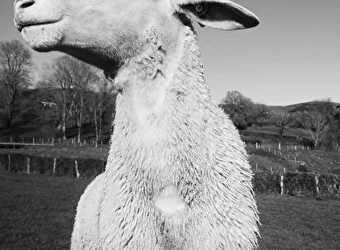 Les Bêêlles Morvandelles - VILLAPOURCON