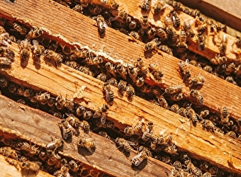 Kalumiel Miel de l'Ours - LUCENAY-L'EVEQUE