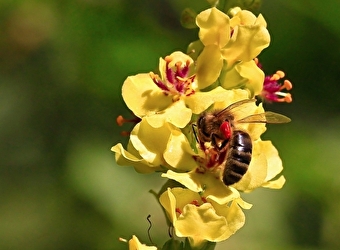 Miel des Monts du Morvan - LAROCHEMILLAY