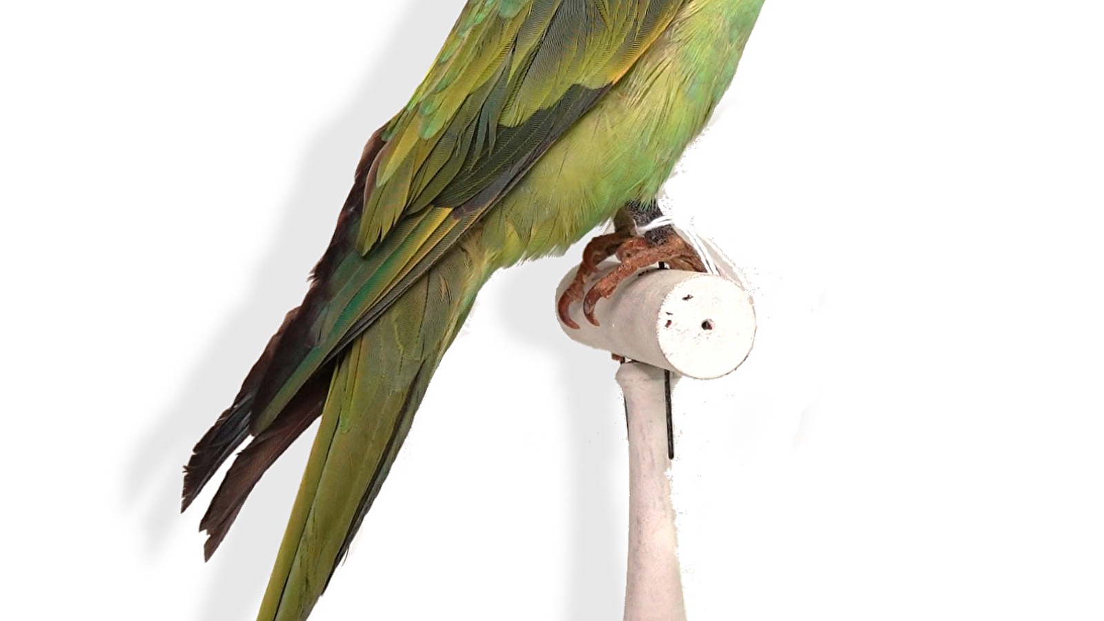 Exposition 'Drôles d'oiseaux : lumière sur une collection exotique'