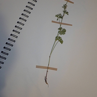 Balade à la Rencontre des fleurs sauvages du Morvan