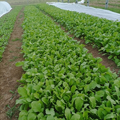 Les bio légumes de Luzy