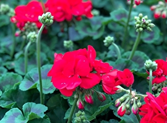 ETS HUGUET - SAINT-HONORE-LES-BAINS