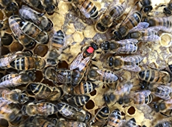 Ferme Apicole Maïa - POIL