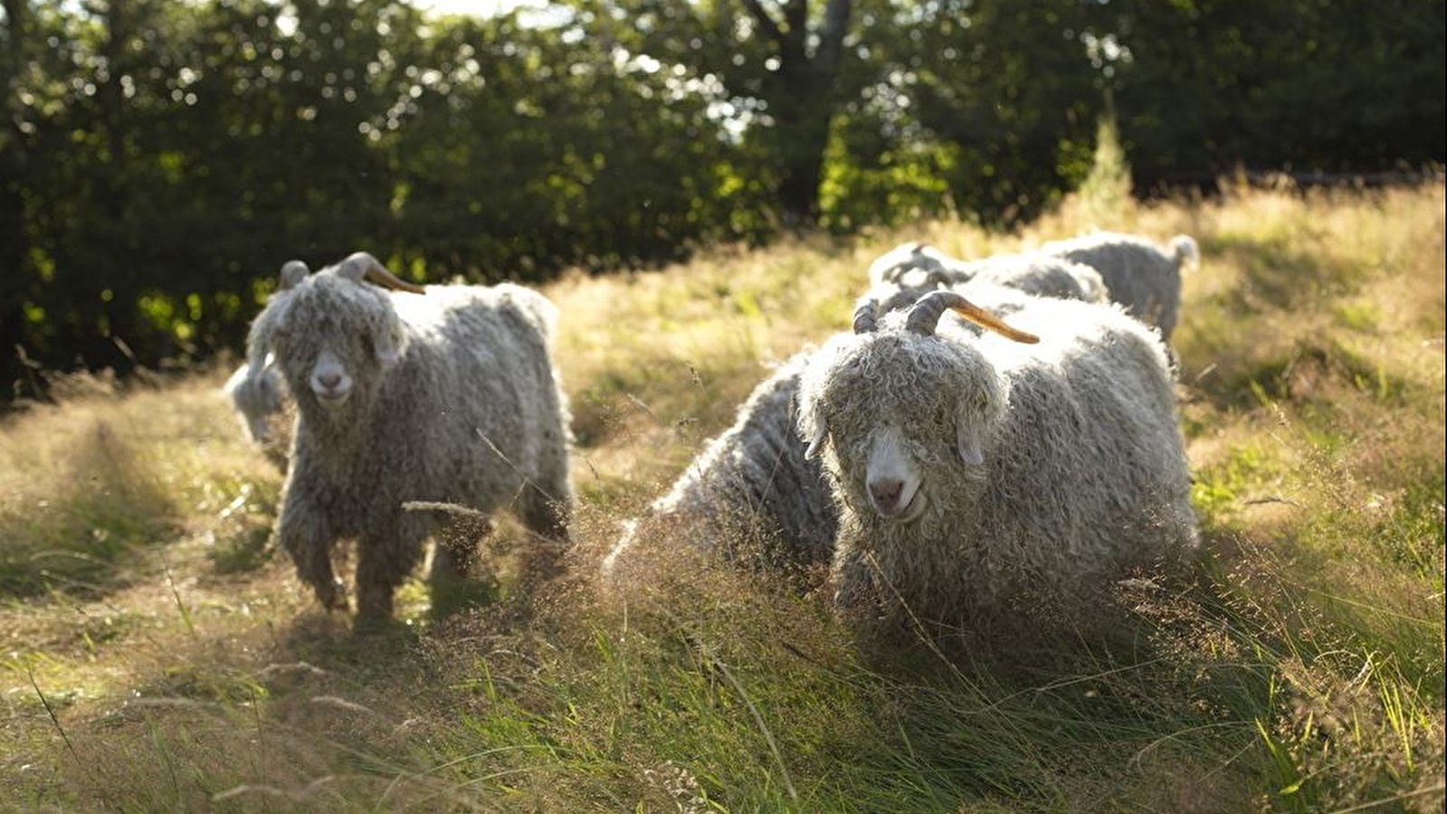 Visite collective d'une ferme lainière au sommet du Morvan