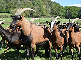 Les Chèvres de Charmasse - MESVRES