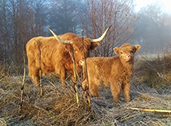Vaches écossaises, prairies morvandelles ! - SAINT-BRISSON