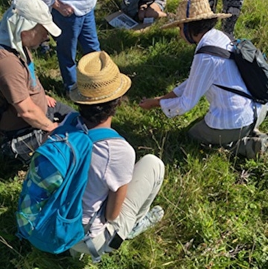 Balade à la Rencontre des fleurs sauvages du Morvan