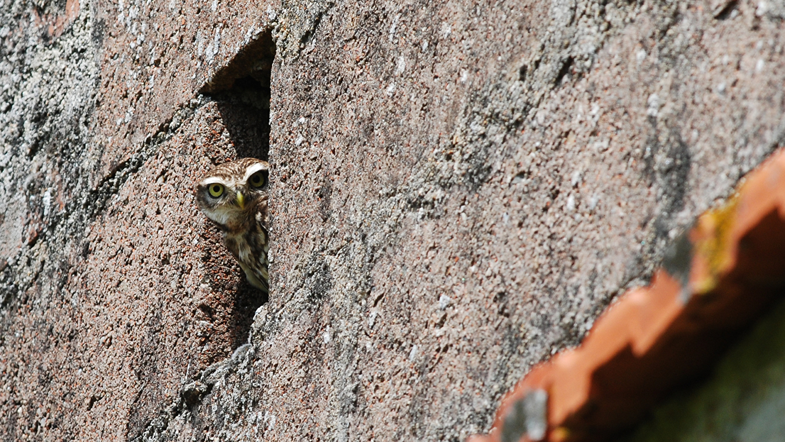 À la découverte de la nuit, de ses habitants et de la vallée de la Cure, Samedi 19 septembre