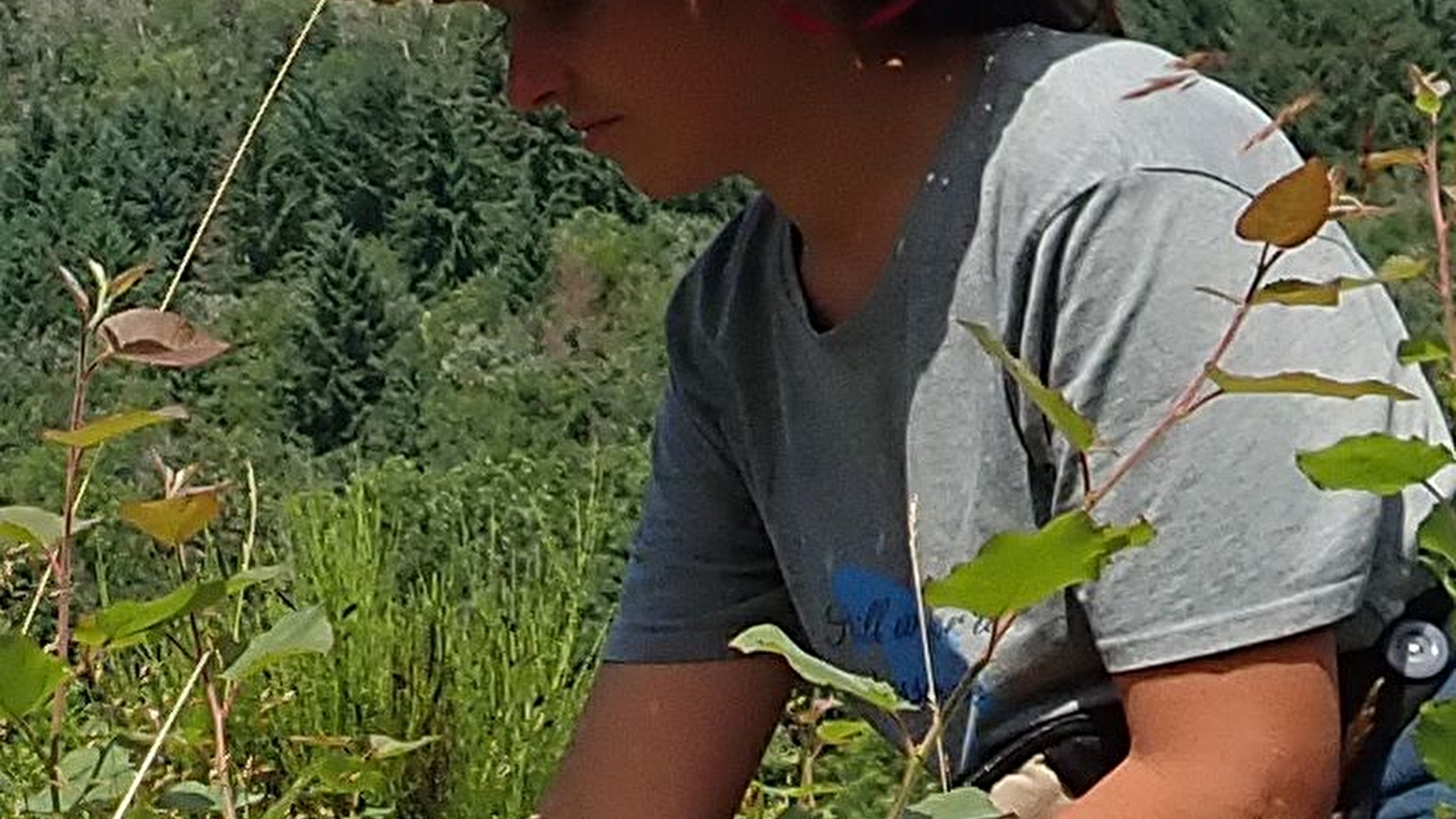 Silènes, graines du Morvan