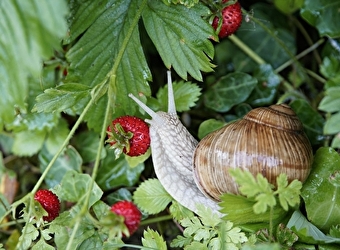 La Maison des Escargots - CERVON